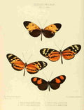 Hewitson W Chapman Butterflies Heliconia 1 A4 Photo Print