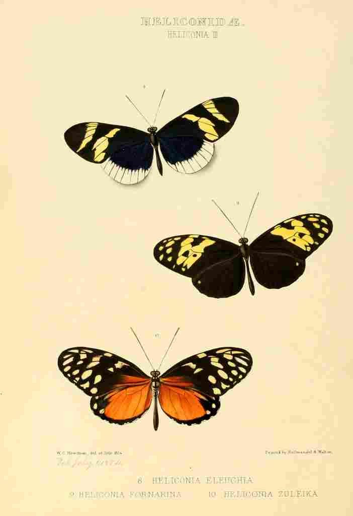 Hewitson W Chapman Butterflies Heliconia 2 A4 Photo Print