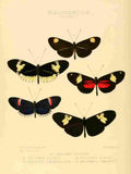 Hewitson W Chapman Butterflies Heliconia 3 A4 Photo Print