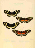 Hewitson W Chapman Butterflies Heliconia 4 A4 Photo Print