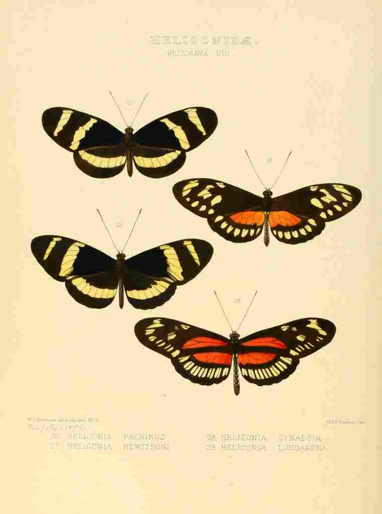 Hewitson W Chapman Butterflies Heliconia 4 A4 Photo Print