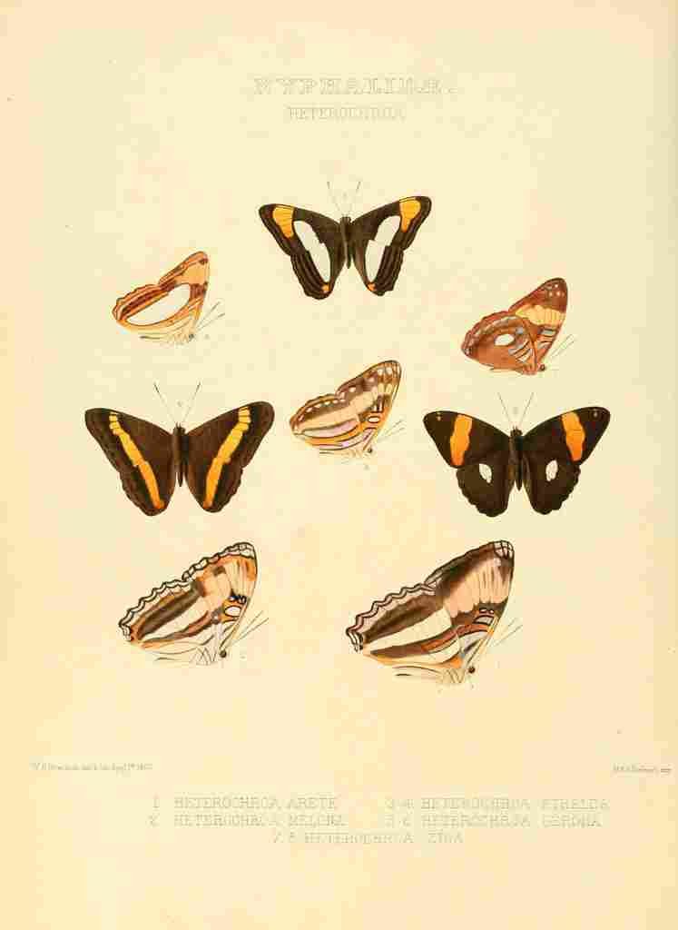 Hewitson W Chapman Butterflies Heterochroa A4 Photo Print