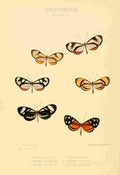 Hewitson W Chapman Butterflies Ithoma 1 A4 Photo Print