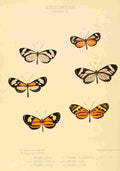 Hewitson W Chapman Butterflies Ithoma 2 A4 Photo Print