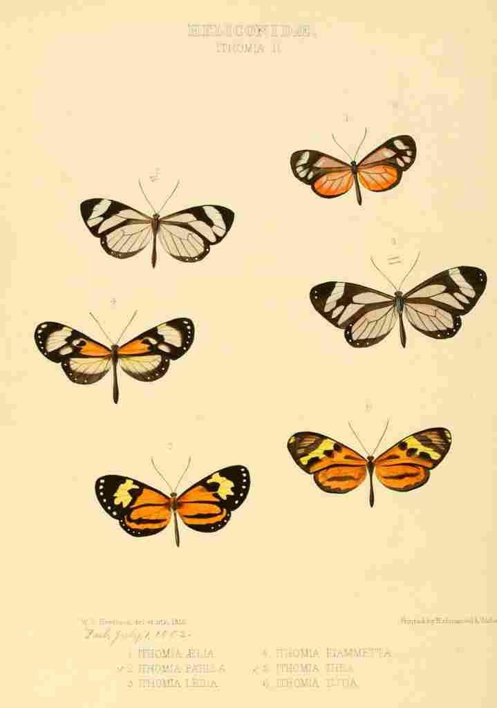 Hewitson W Chapman Butterflies Ithoma 2 A4 Photo Print