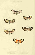 Hewitson W Chapman Butterflies Ithoma 3 A4 Photo Print