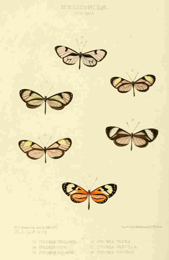 Hewitson W Chapman Butterflies Ithoma 3 A4 Photo Print