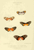 Hewitson W Chapman Butterflies Ithoma 4 A4 Photo Print