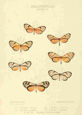 Hewitson W Chapman Butterflies Ithoma 5 A4 Photo Print