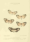 Hewitson W Chapman Butterflies Ithoma 6 A4 Photo Print