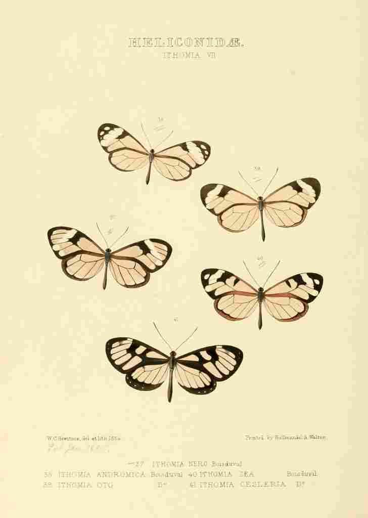 Hewitson W Chapman Butterflies Ithoma 6 A4 Photo Print