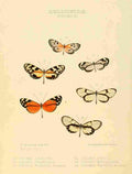 Hewitson W Chapman Butterflies Ithoma 7 A4 Photo Print