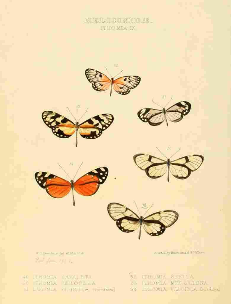 Hewitson W Chapman Butterflies Ithoma 7 A4 Photo Print