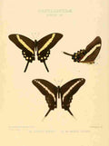 Hewitson W Chapman Butterflies Kirbyi et al A4 Photo Print