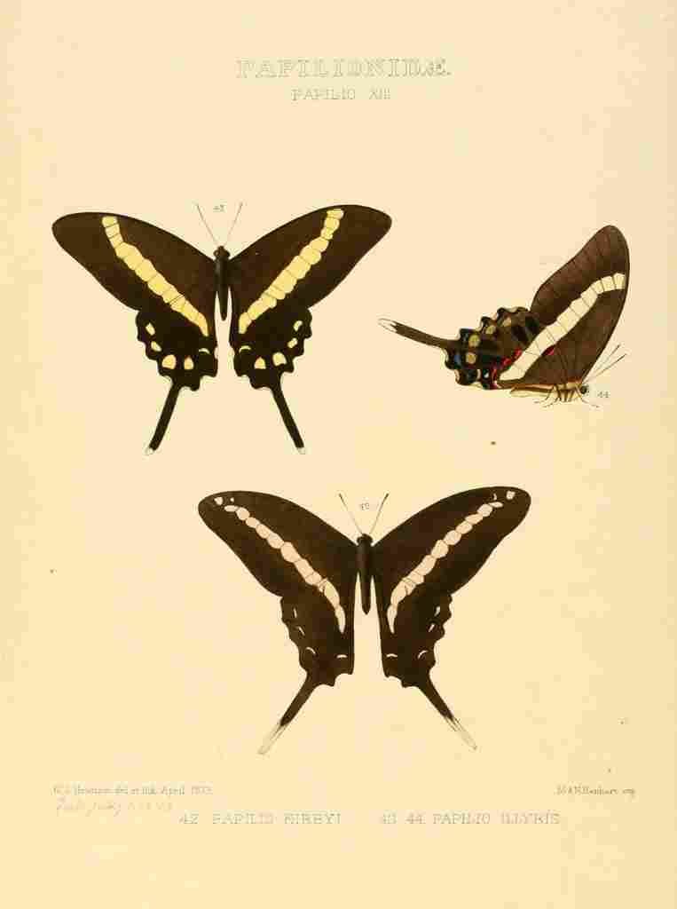 Hewitson W Chapman Butterflies Kirbyi et al A4 Photo Print