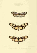 Hewitson W Chapman Butterflies Leptalis 1 A4 Photo Print