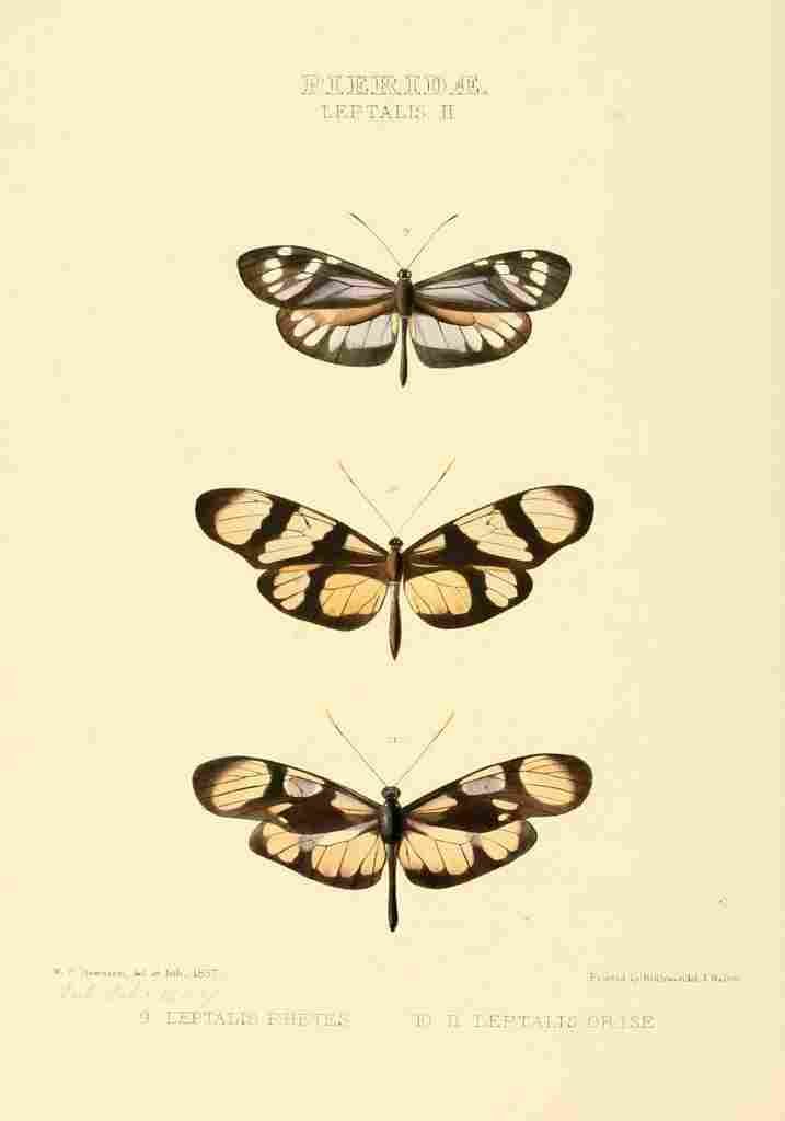 Hewitson W Chapman Butterflies Leptalis 1 A4 Photo Print