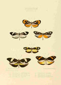 Hewitson W Chapman Butterflies Leptalis 2 A4 Photo Print