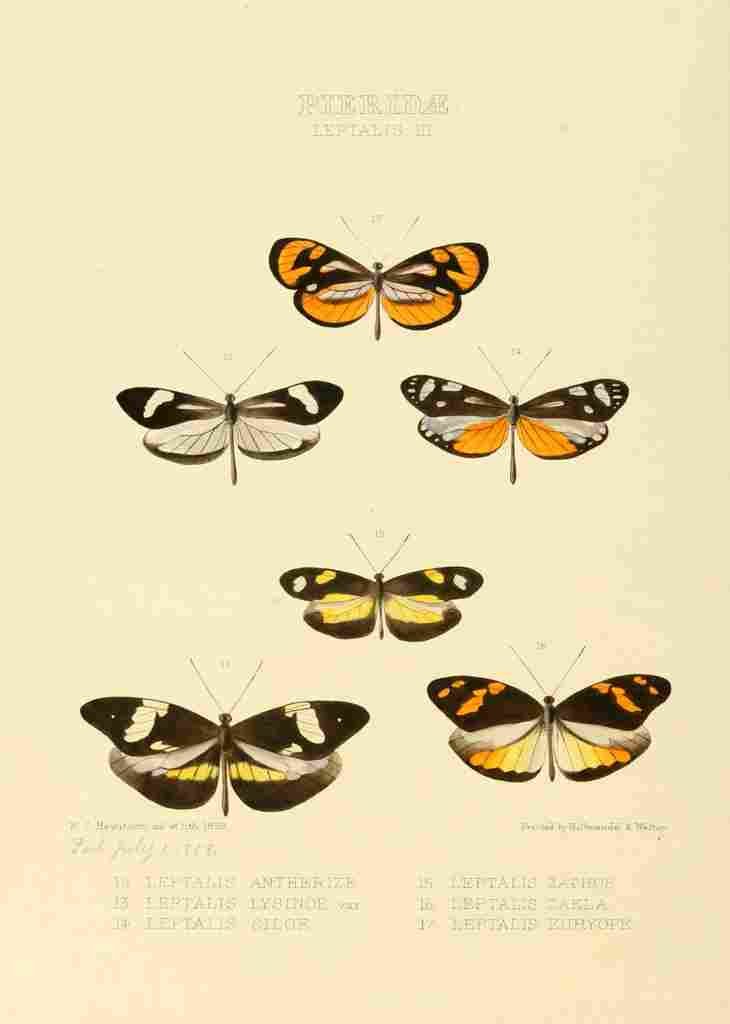 Hewitson W Chapman Butterflies Leptalis 2 A4 Photo Print