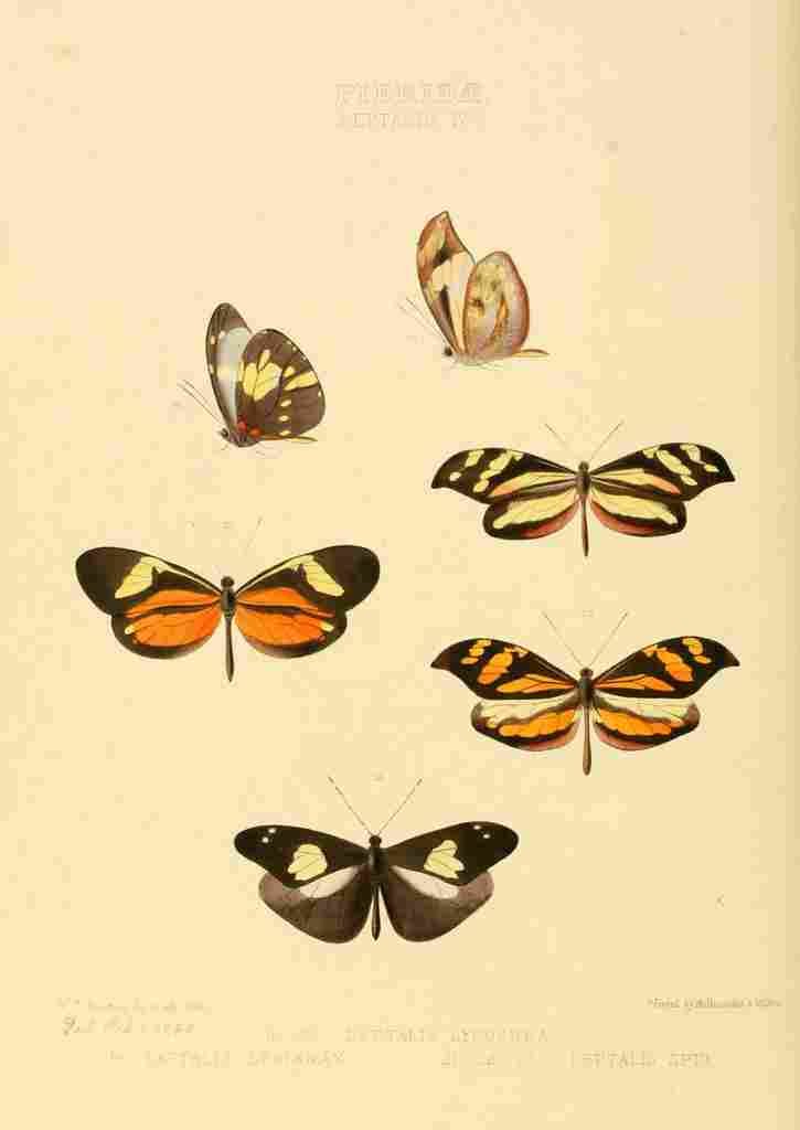 Hewitson W Chapman Butterflies Leptalis 3 A4 Photo Print