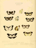 Hewitson W Chapman Butterflies Leptalis 4 A4 Photo Print
