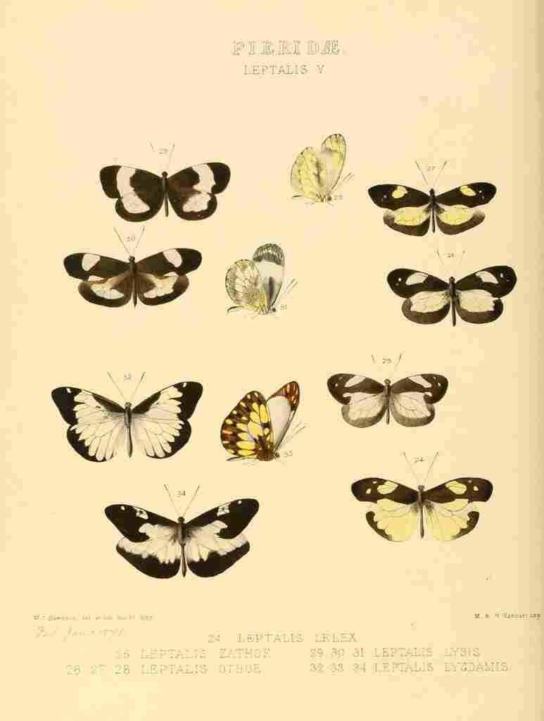 Hewitson W Chapman Butterflies Leptalis 4 A4 Photo Print