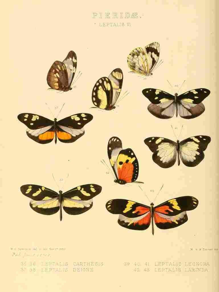 Hewitson W Chapman Butterflies Leptalis 5 A4 Photo Print