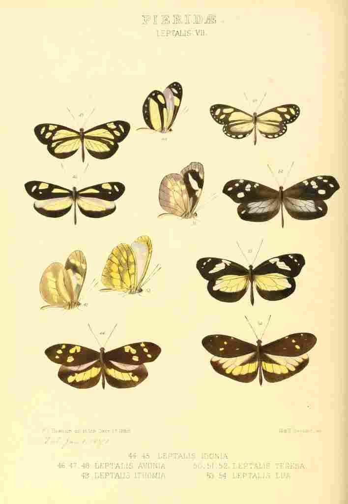 Hewitson W Chapman Butterflies Leptalis 6 A4 Photo Print