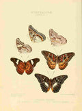 Hewitson W Chapman Butterflies Limenitis 1 A4 Photo Print