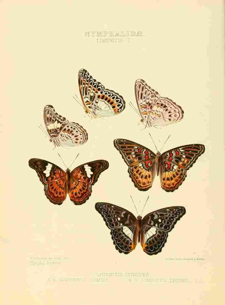 Hewitson W Chapman Butterflies Limenitis 1 A4 Photo Print