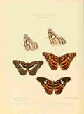 Hewitson W Chapman Butterflies Limenitis 2 A4 Photo Print