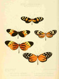 Hewitson W Chapman Butterflies Mechanitis 1 A4 Photo Print
