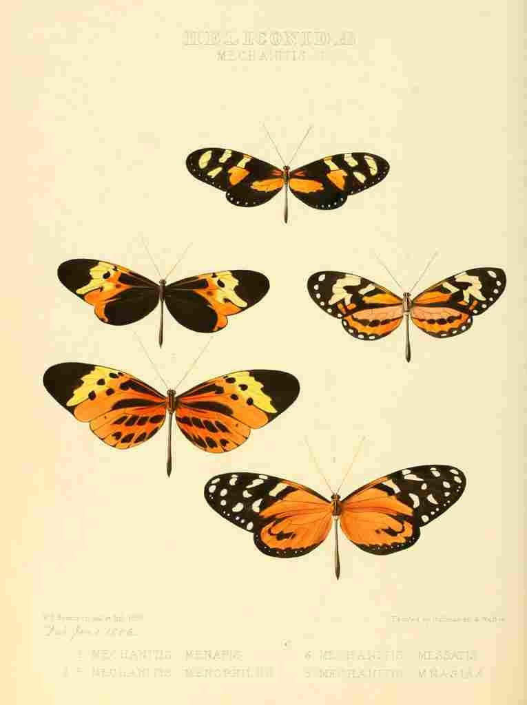 Hewitson W Chapman Butterflies Mechanitis 1 A4 Photo Print