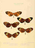 Hewitson W Chapman Butterflies Mechanitis 2 A4 Photo Print