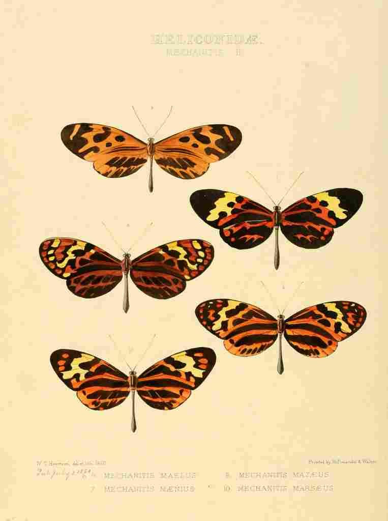 Hewitson W Chapman Butterflies Mechanitis 2 A4 Photo Print