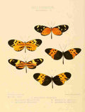 Hewitson W Chapman Butterflies Mechanitis 3 A4 Photo Print