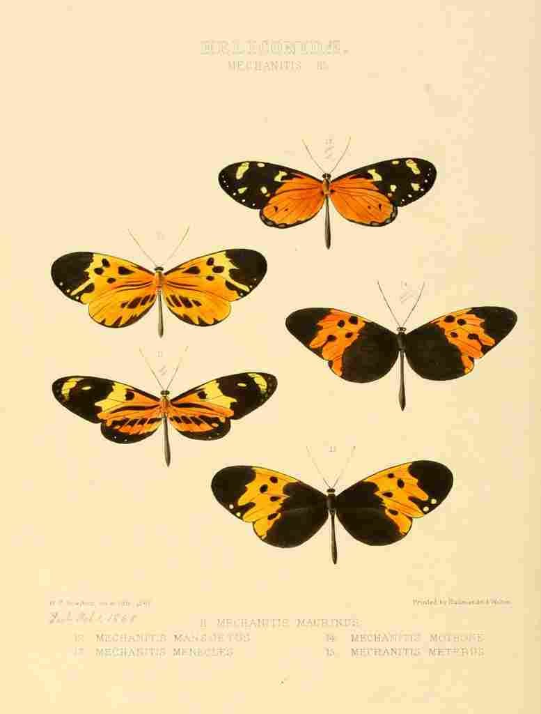 Hewitson W Chapman Butterflies Mechanitis 3 A4 Photo Print