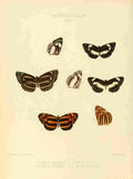 Hewitson W Chapman Butterflies Neptis A4 Photo Print