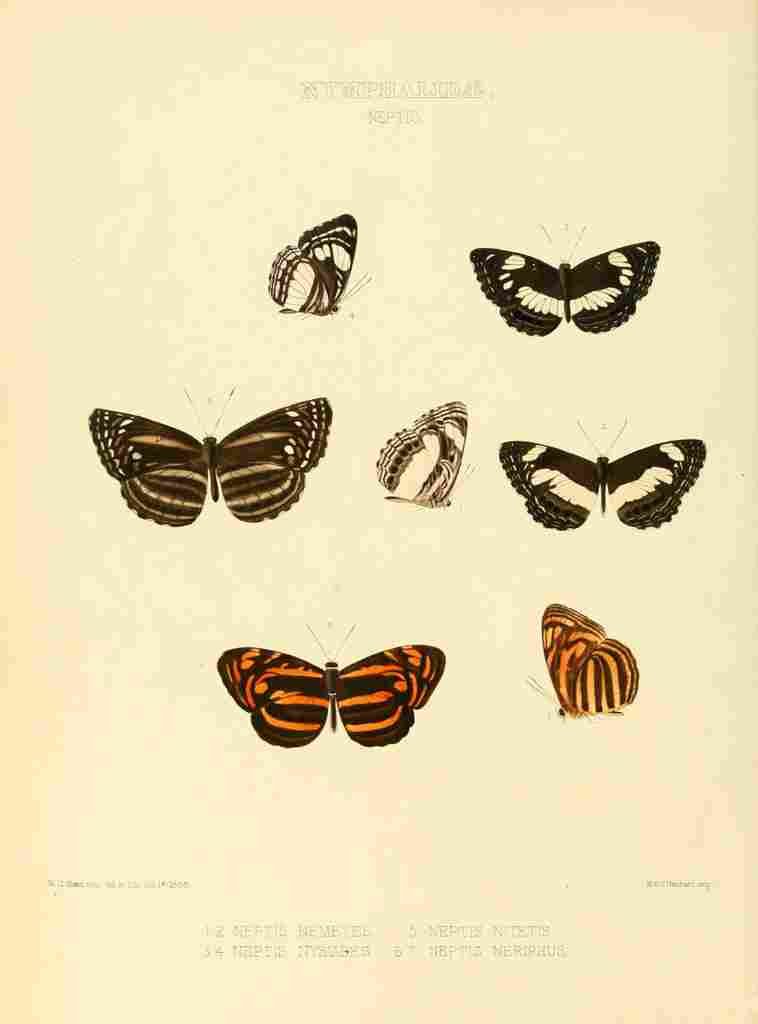 Hewitson W Chapman Butterflies Neptis A4 Photo Print