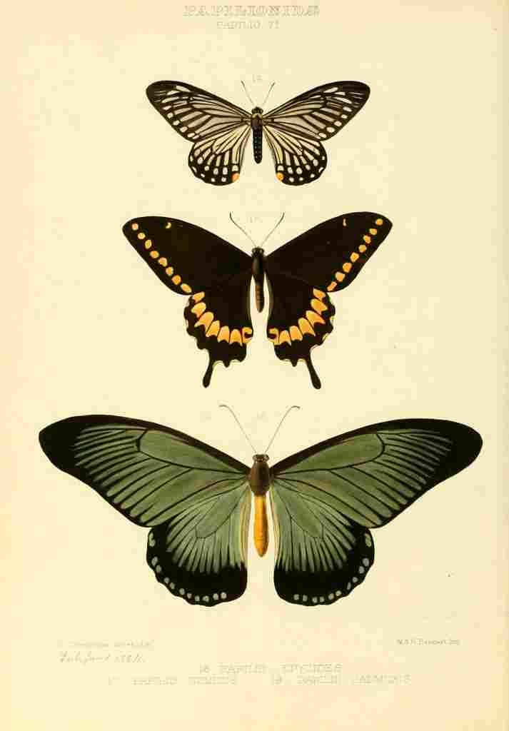 Hewitson W Chapman Butterflies Numicus et al A4 Photo Print