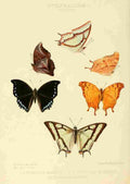 Hewitson W Chapman Butterflies Nymphalis 1 A4 Photo Print