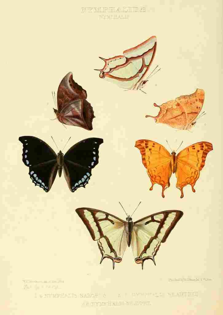 Hewitson W Chapman Butterflies Nymphalis 1 A4 Photo Print