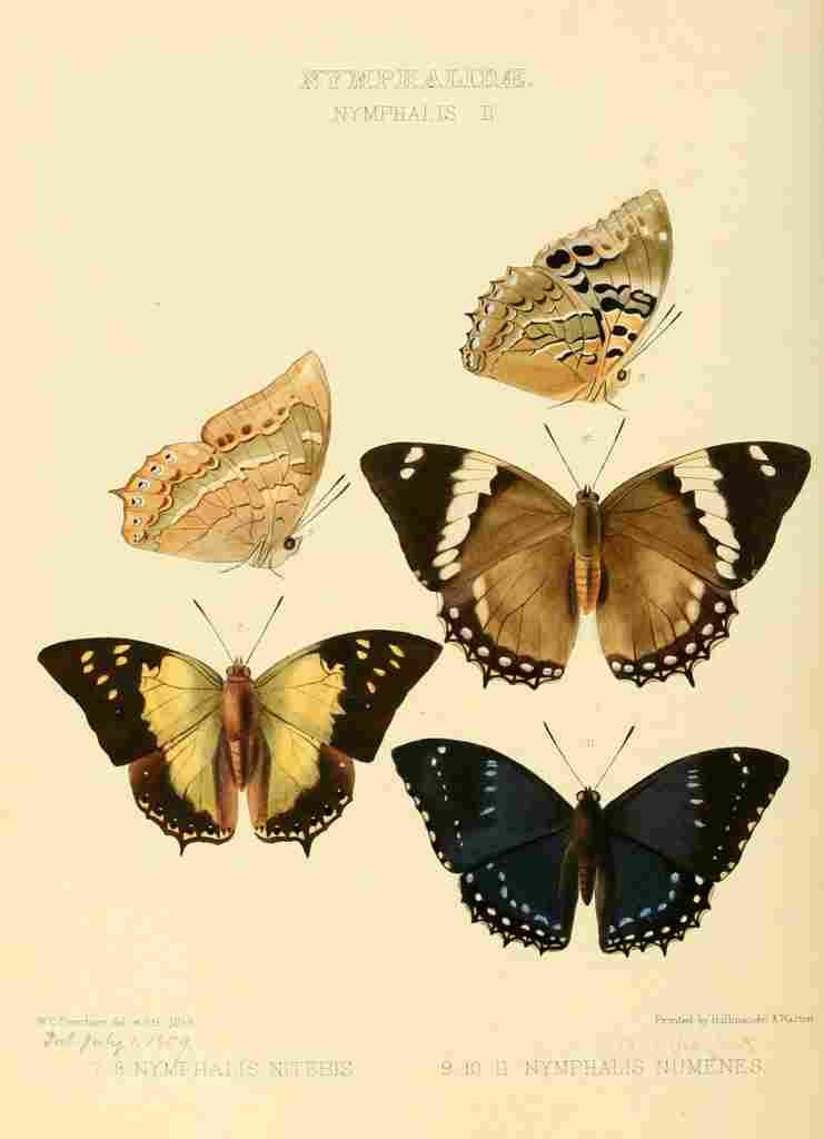 Hewitson W Chapman Butterflies Nymphalis 2 A4 Photo Print