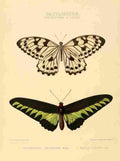 Hewitson W Chapman Butterflies Ornithoptera A4 Photo Print