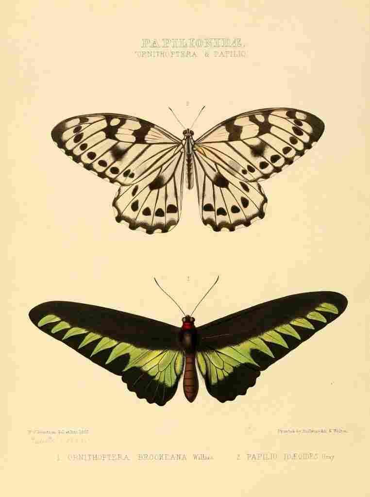 Hewitson W Chapman Butterflies Ornithoptera A4 Photo Print