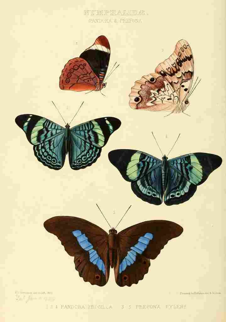 Hewitson W Chapman Butterflies Pandora & Prepona A4 Photo Print