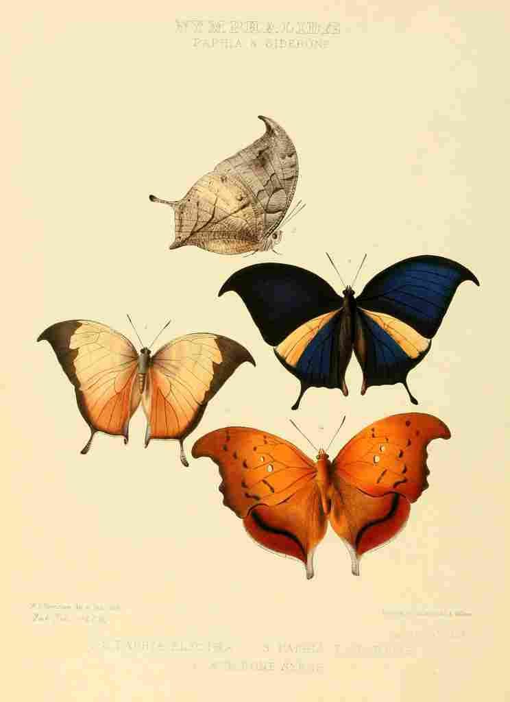 Hewitson W Chapman Butterflies Paphia & Siderone A4 Photo Print