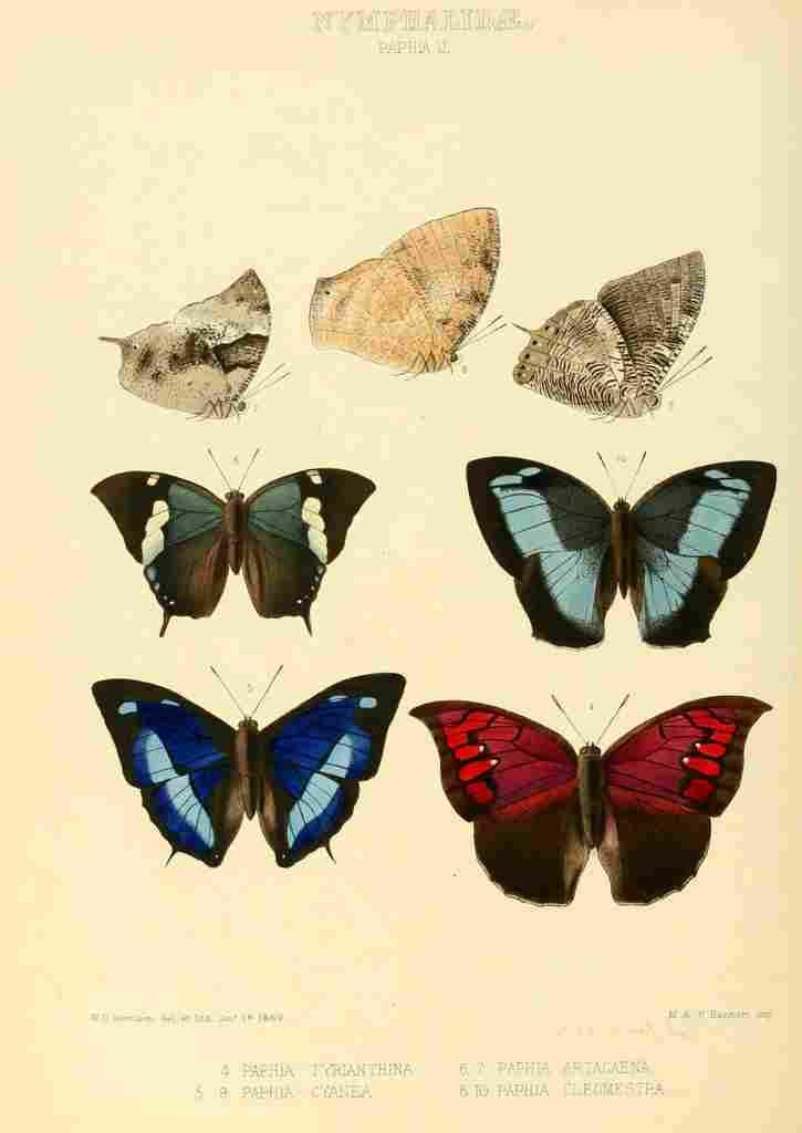 Hewitson W Chapman Butterflies Paphia A4 Photo Print