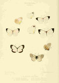 Hewitson W Chapman Butterflies Pieris 1 A4 Photo Print