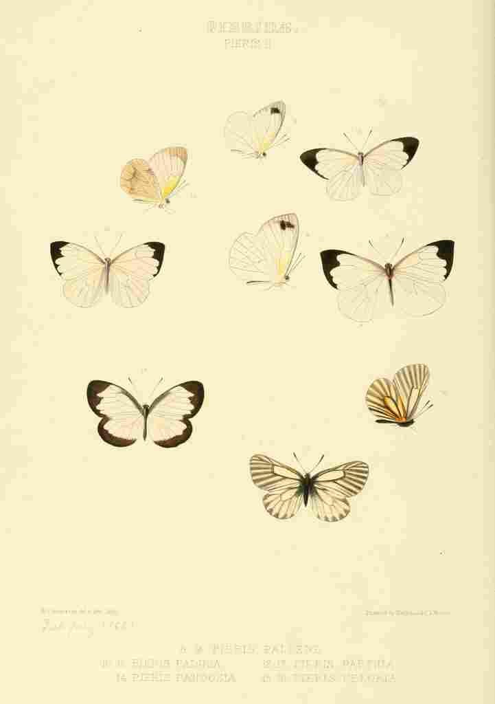 Hewitson W Chapman Butterflies Pieris 1 A4 Photo Print